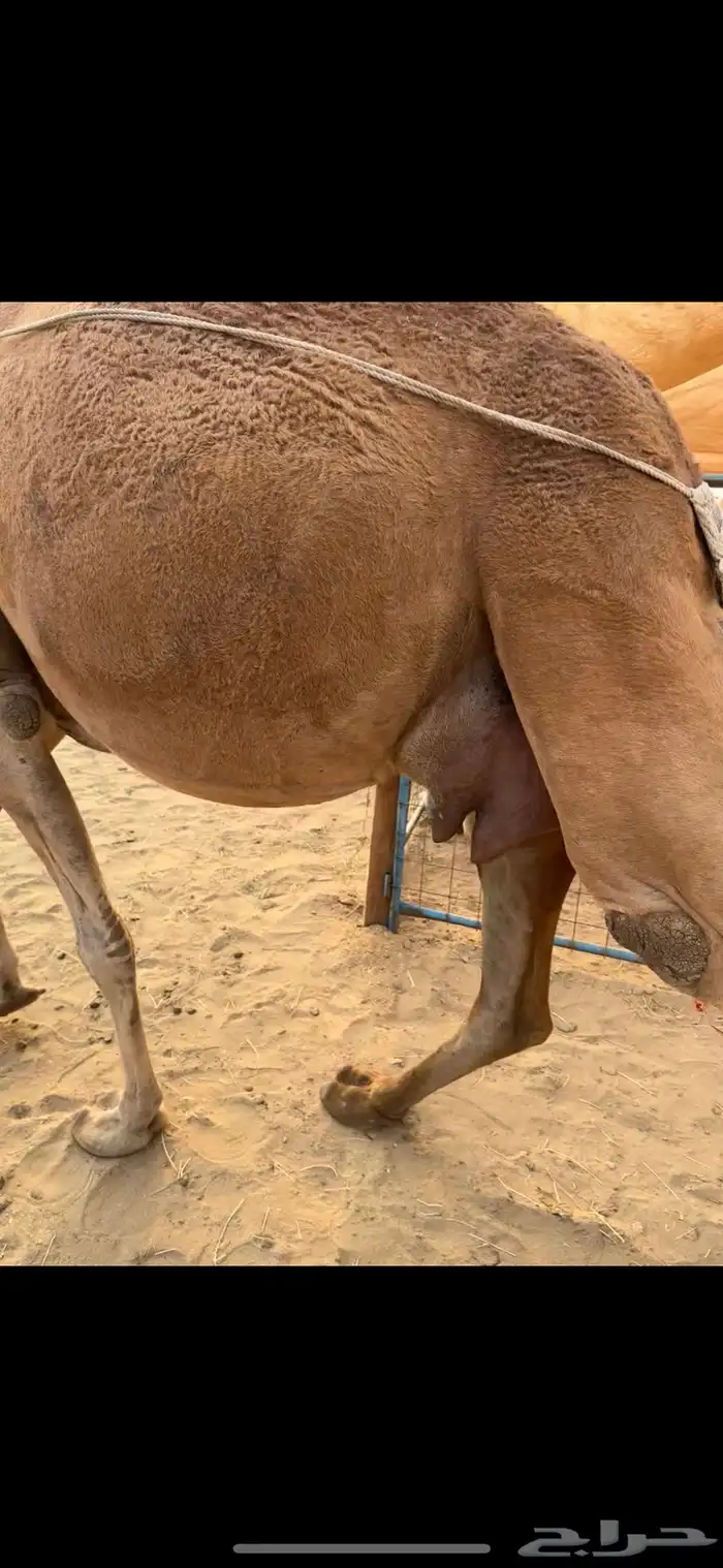 خلفه ساحلية مصغر كفو 2