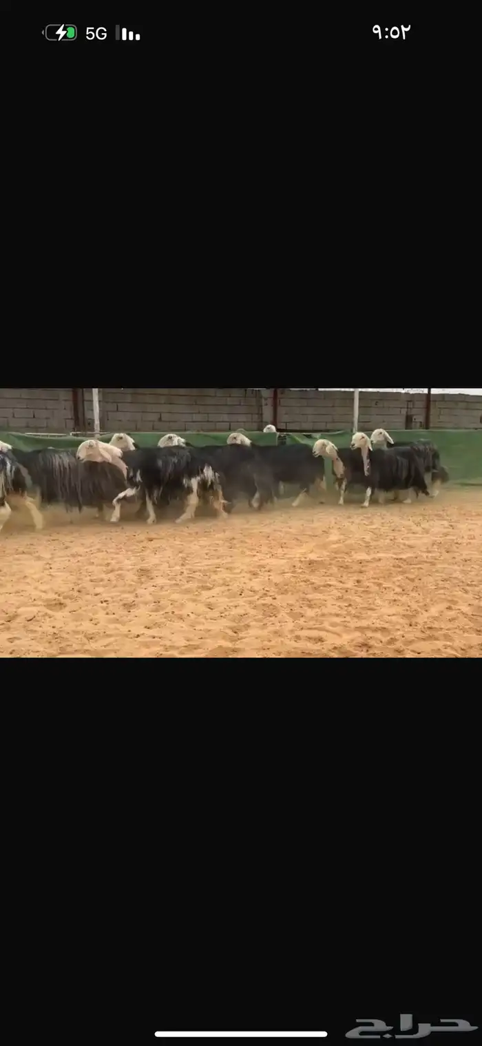 عرض نجد مراح مضاريع ودفيع العداد 22 بالفحل 2