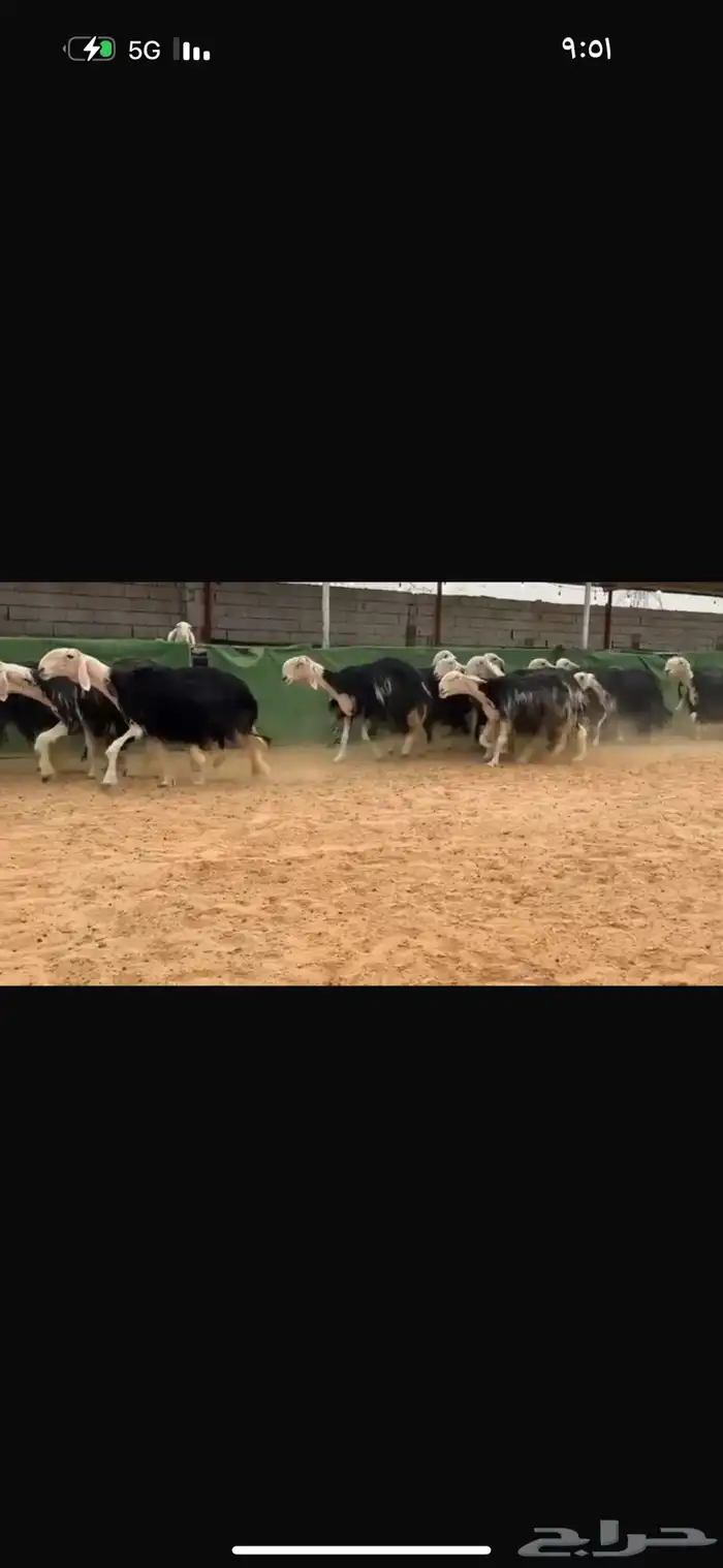 عرض نجد مراح مضاريع ودفيع العداد 22 بالفحل 6