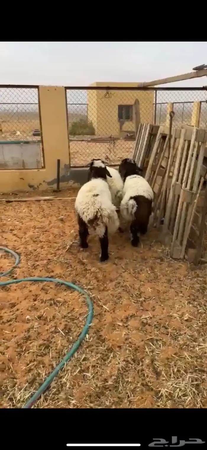 خرفان هرافا 3 طيبات وسمان الموقع حوطه سديو 3