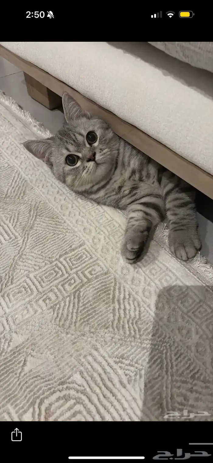 قط للتبني العاجل 1