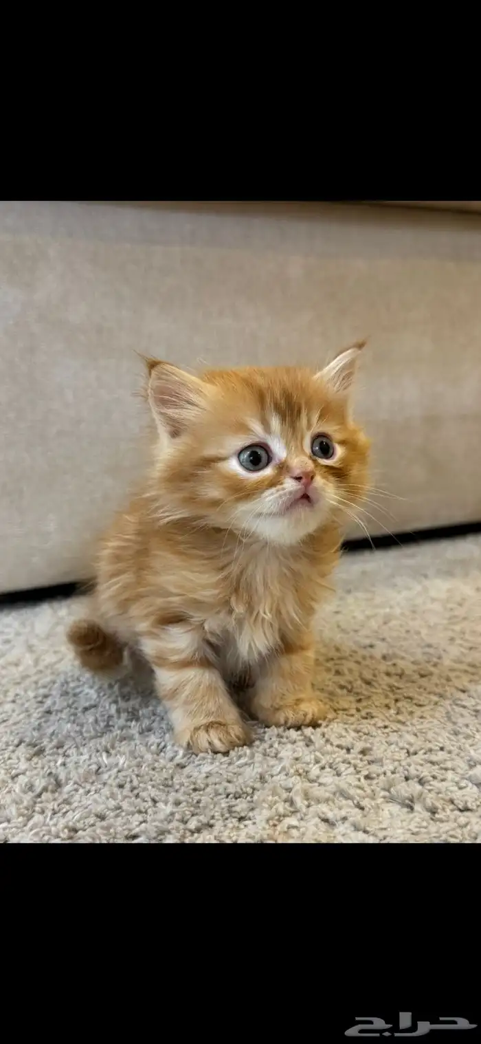 قطط شيرازي للبيع 5