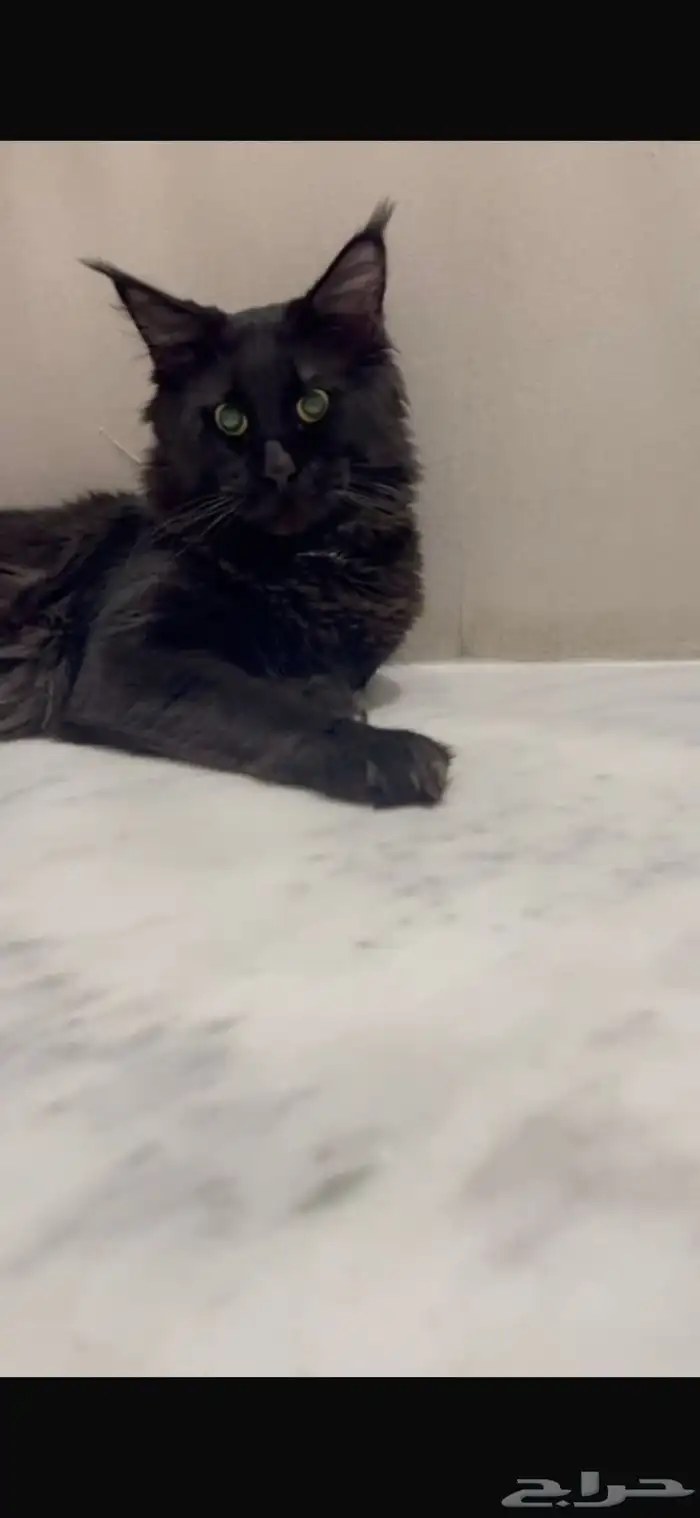 قطط ماين كون للبيع 6