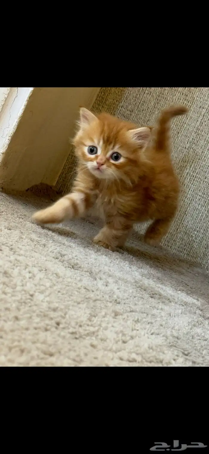 قطط شيرازي للبيع 3