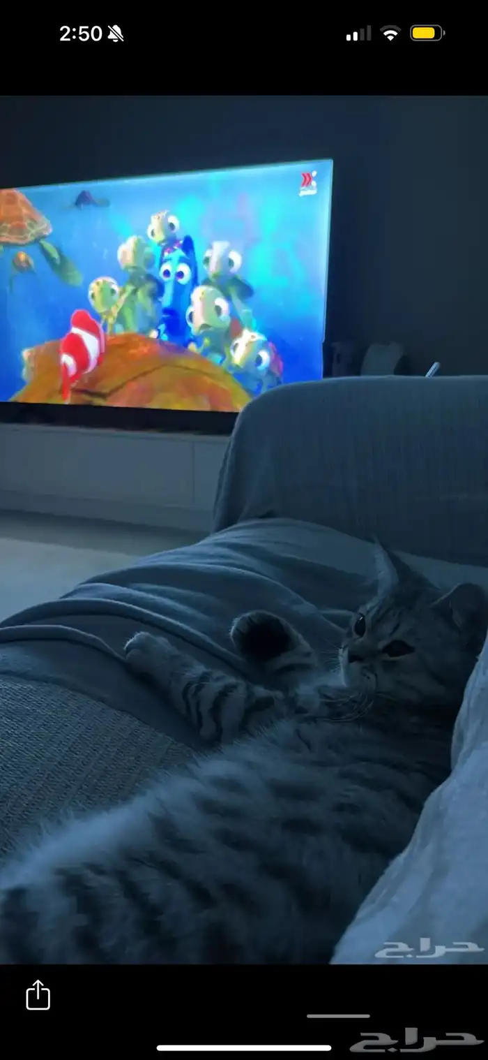 قط للتبني العاجل 2