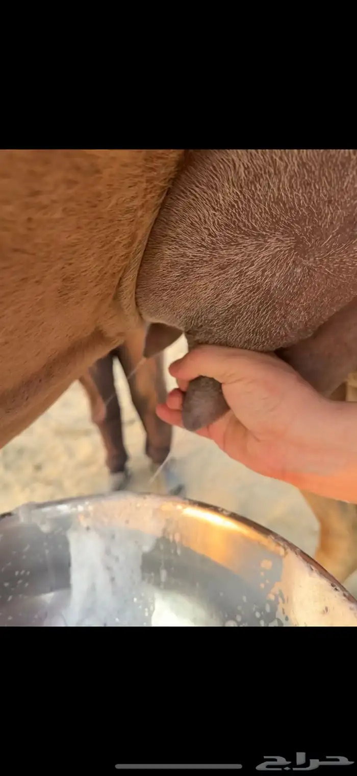 خلفه ساحلية مصغر كفو 6