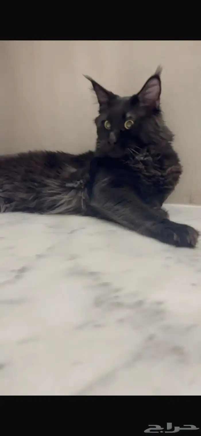 قطط ماين كون للبيع 5
