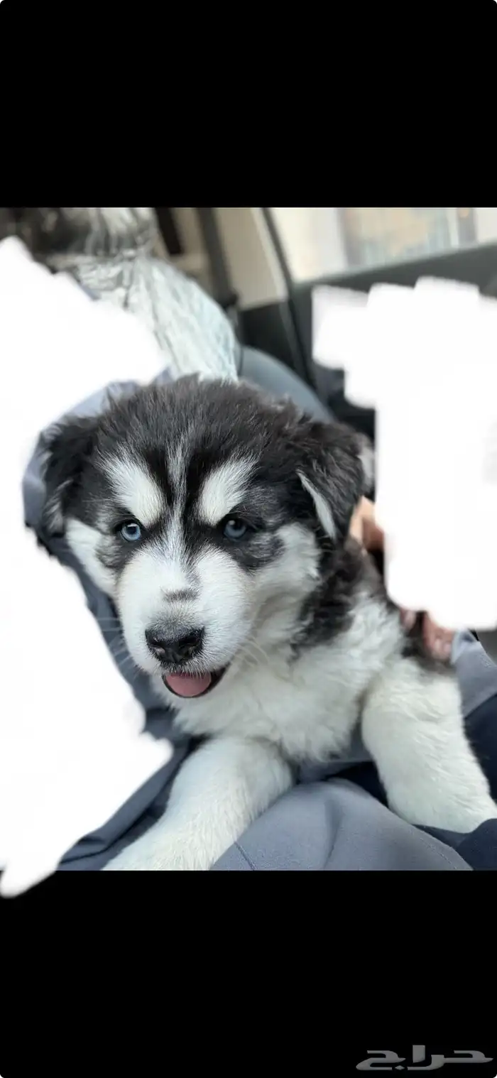 كلب هاسكي صغير للبيع 0