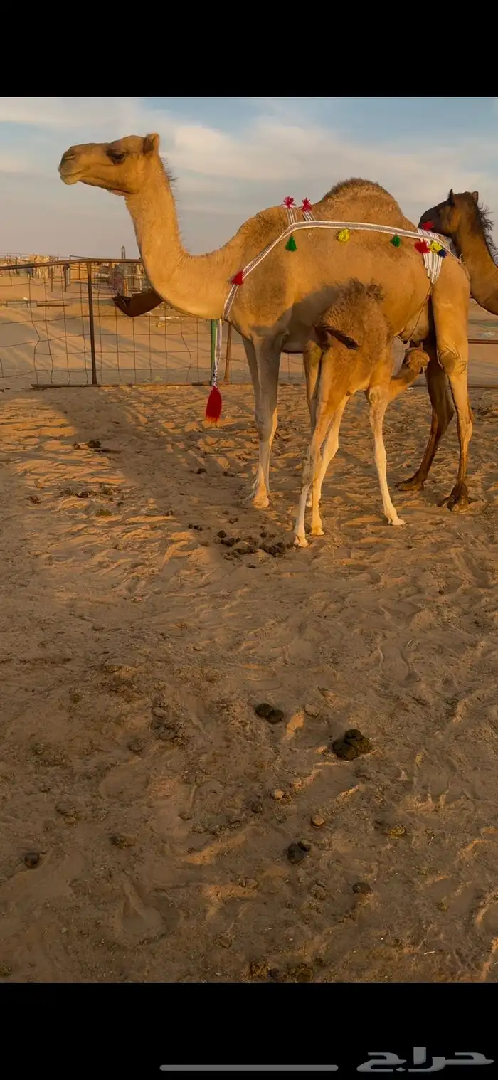 خلفه اركه طيبه جدا 1