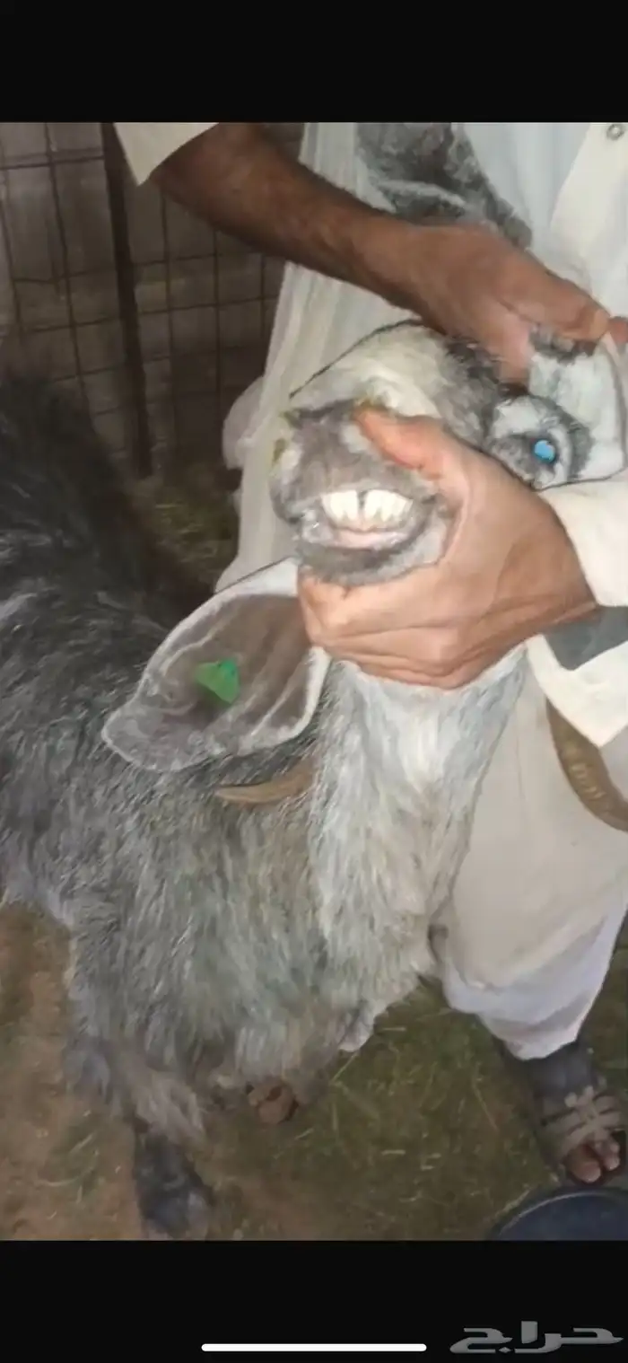 للبيع عنز والد تحتها تيسين 0