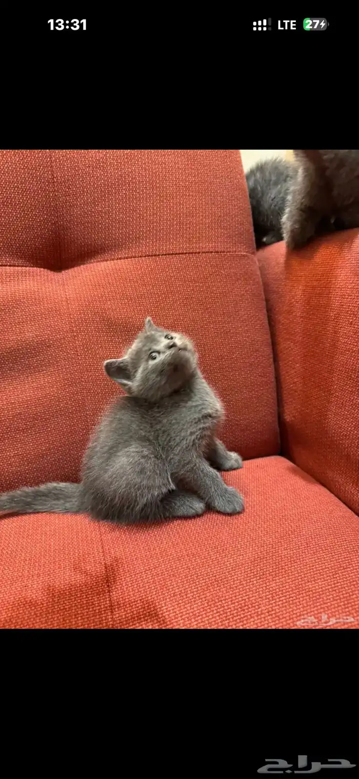 كتن سكوتش ستريت رمادي ذكر 0