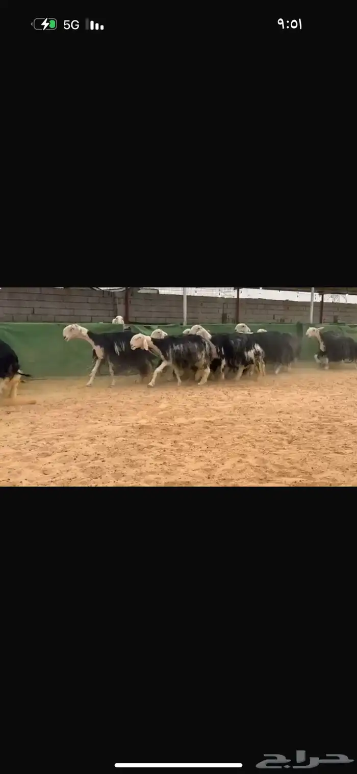 عرض نجد مراح مضاريع ودفيع العداد 22 بالفحل 3