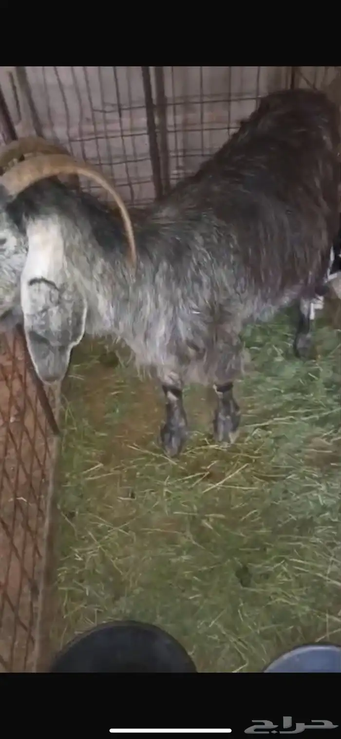 للبيع عنز والد تحتها تيسين 3