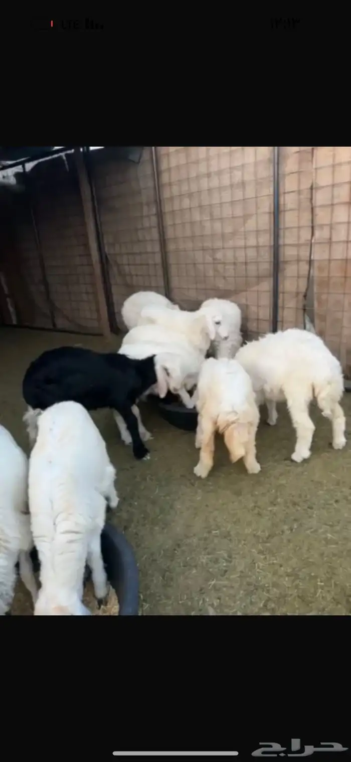 رخال العدد 13 السوم 830 الموقع خلف اسماك الحمراء 3