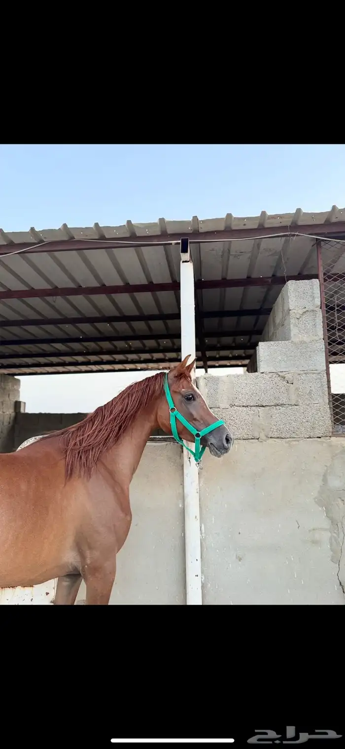 فرس عربيه للبيع 4