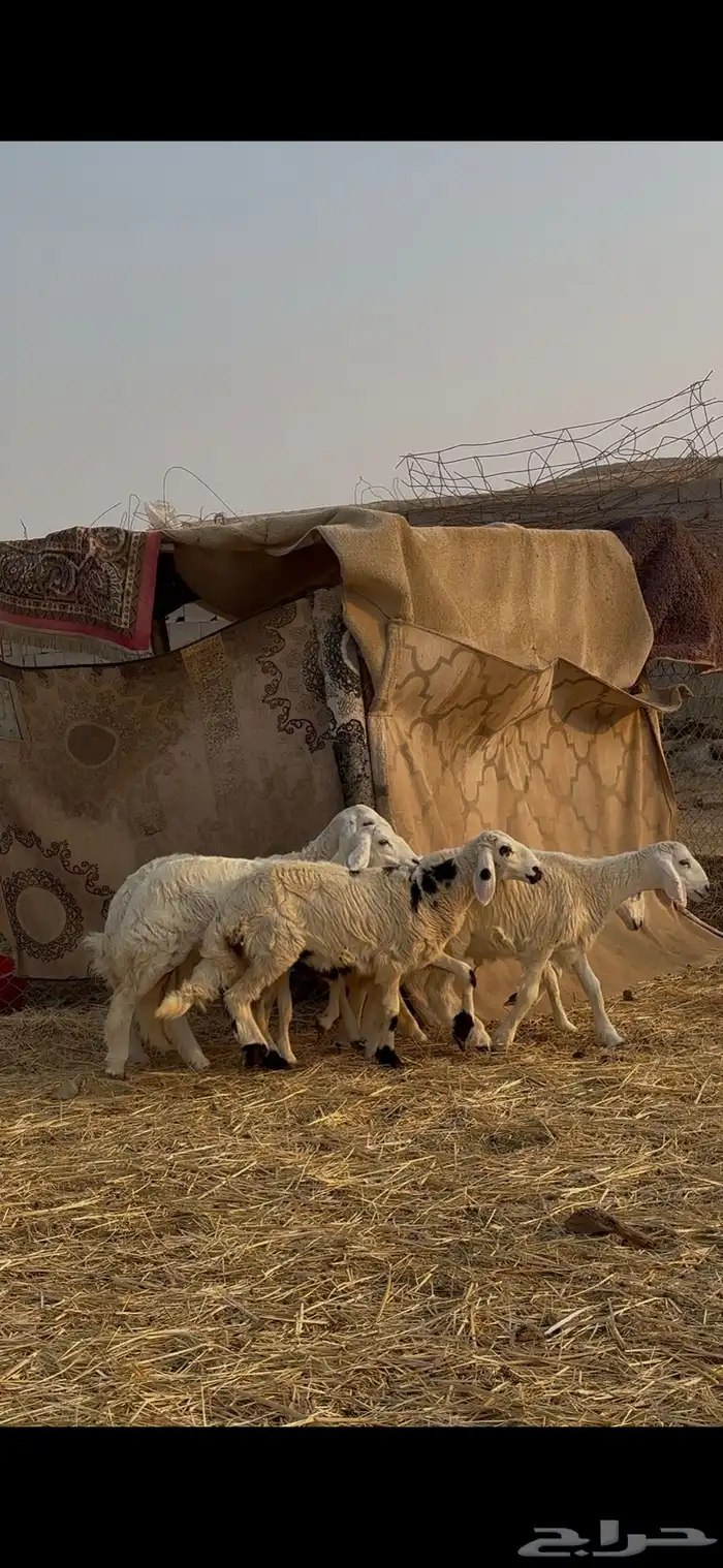 طليان ورخال حريه جبره 1