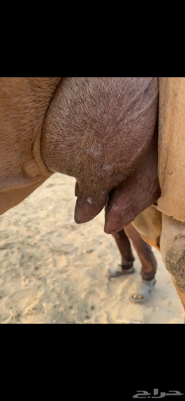 خلفه ساحلية مصغر كفو 0