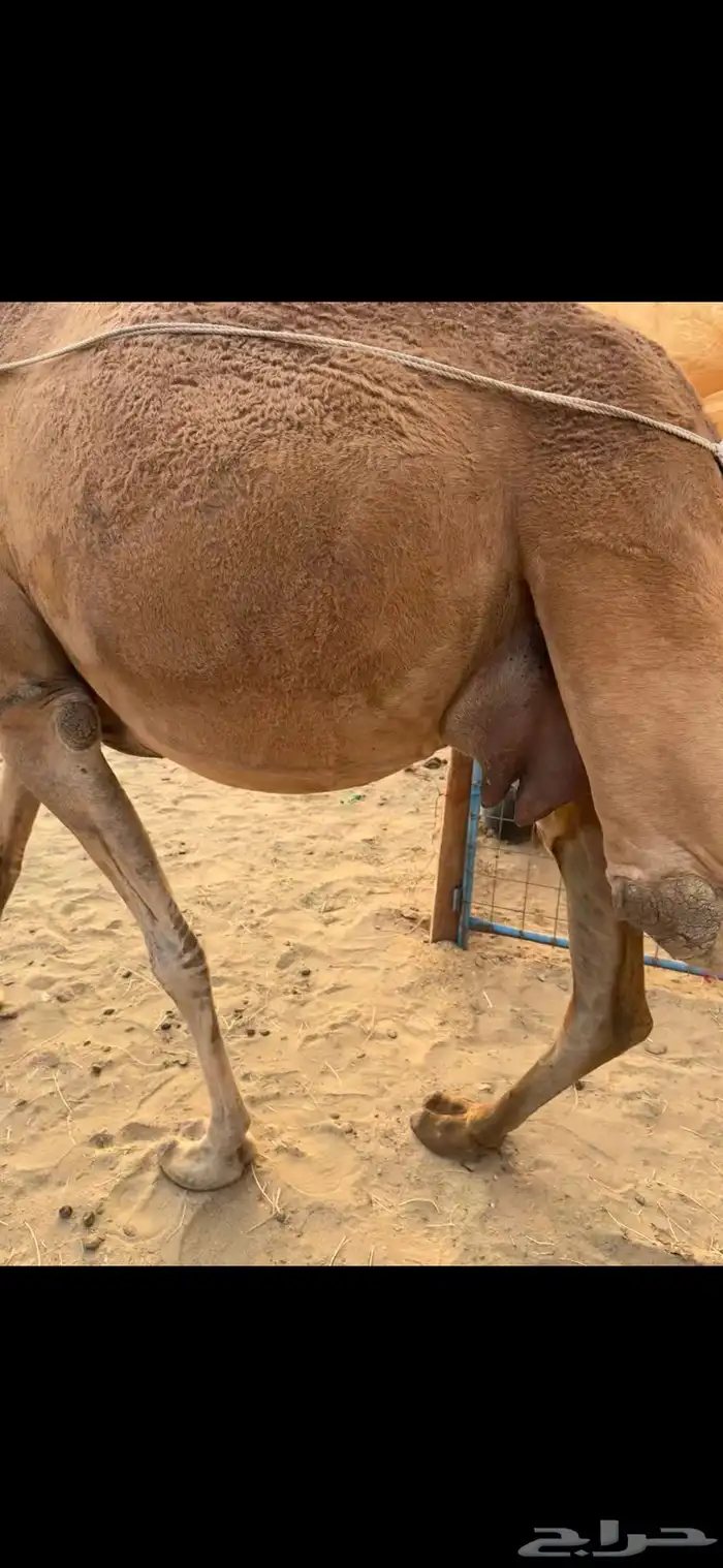 خلفه ساحلية مصغر كفو 4