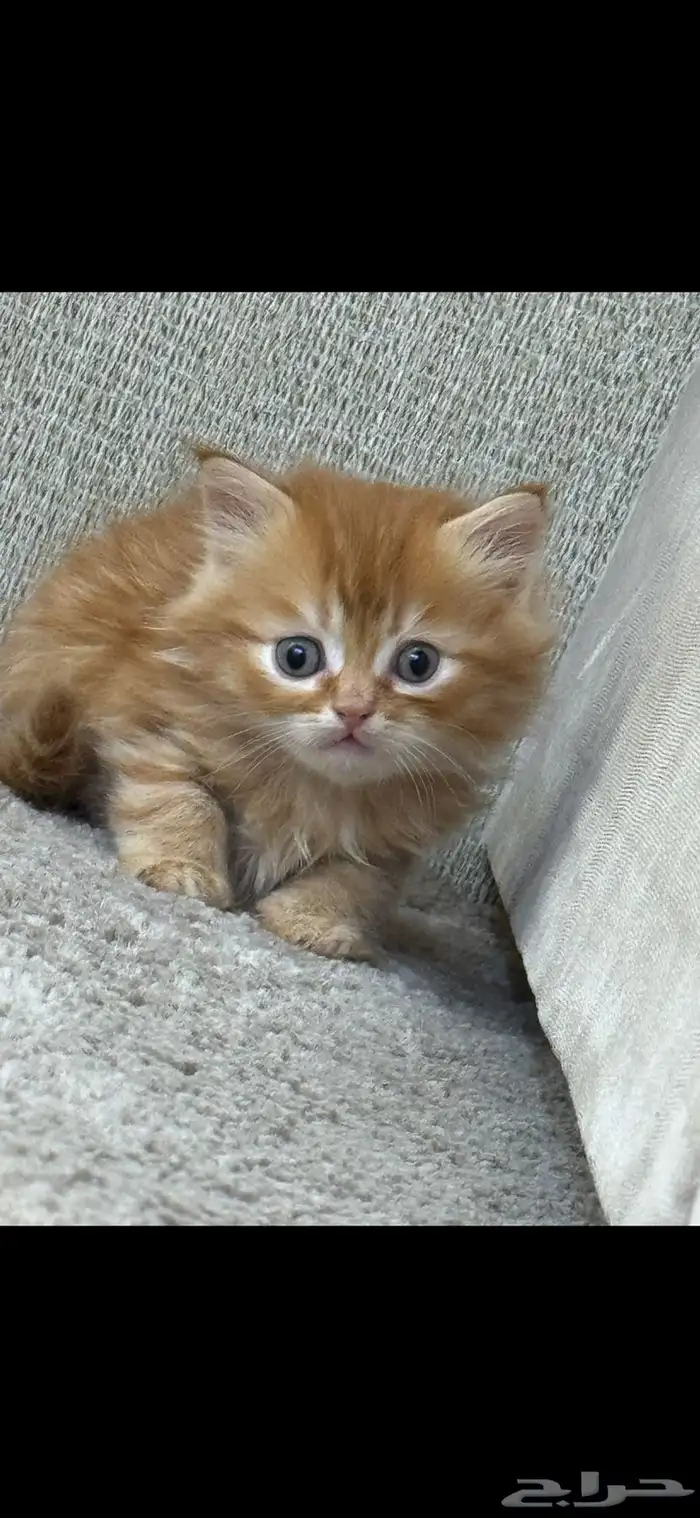 قطط شيرازي للبيع 2