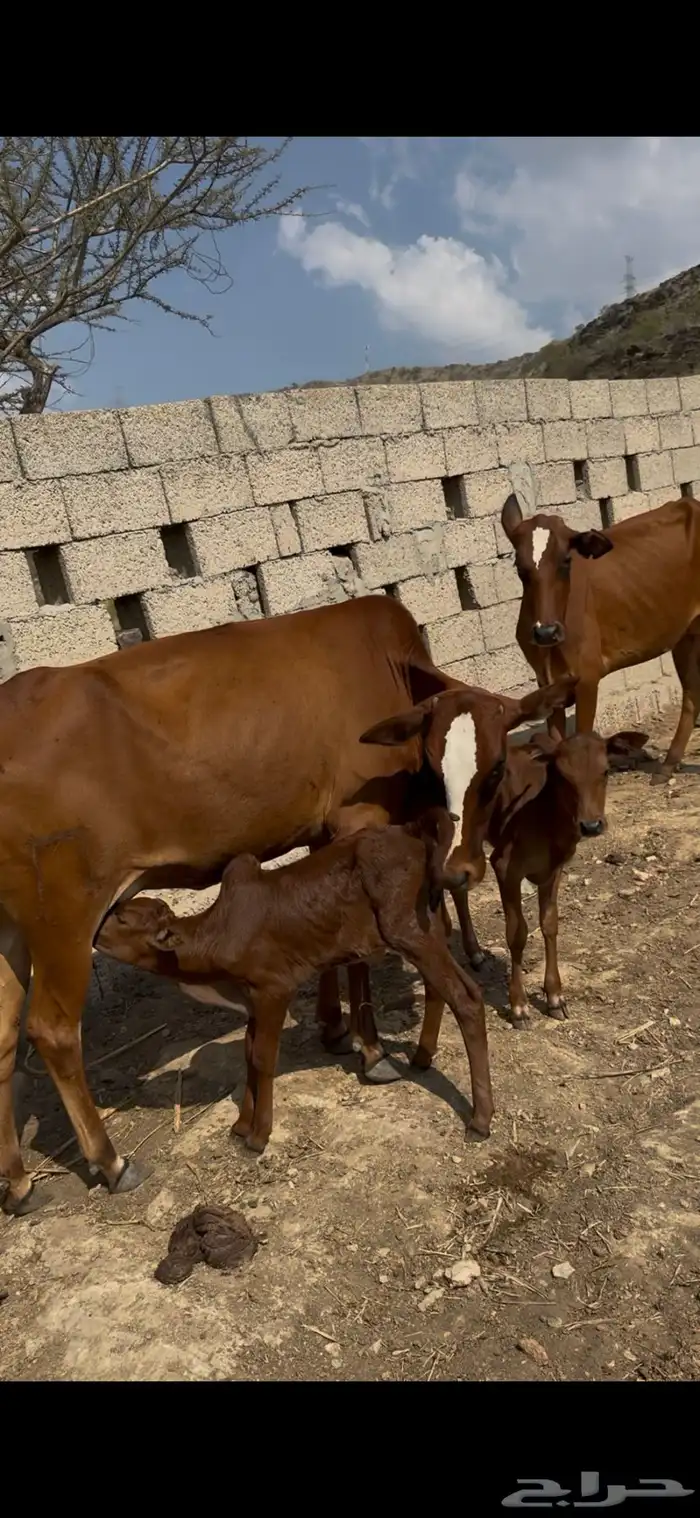 بقر مقنئ رعويه 1