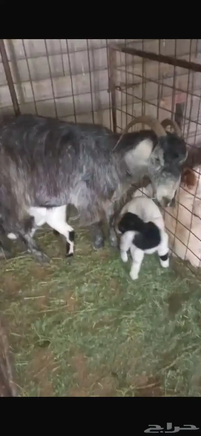 للبيع عنز والد تحتها تيسين 1