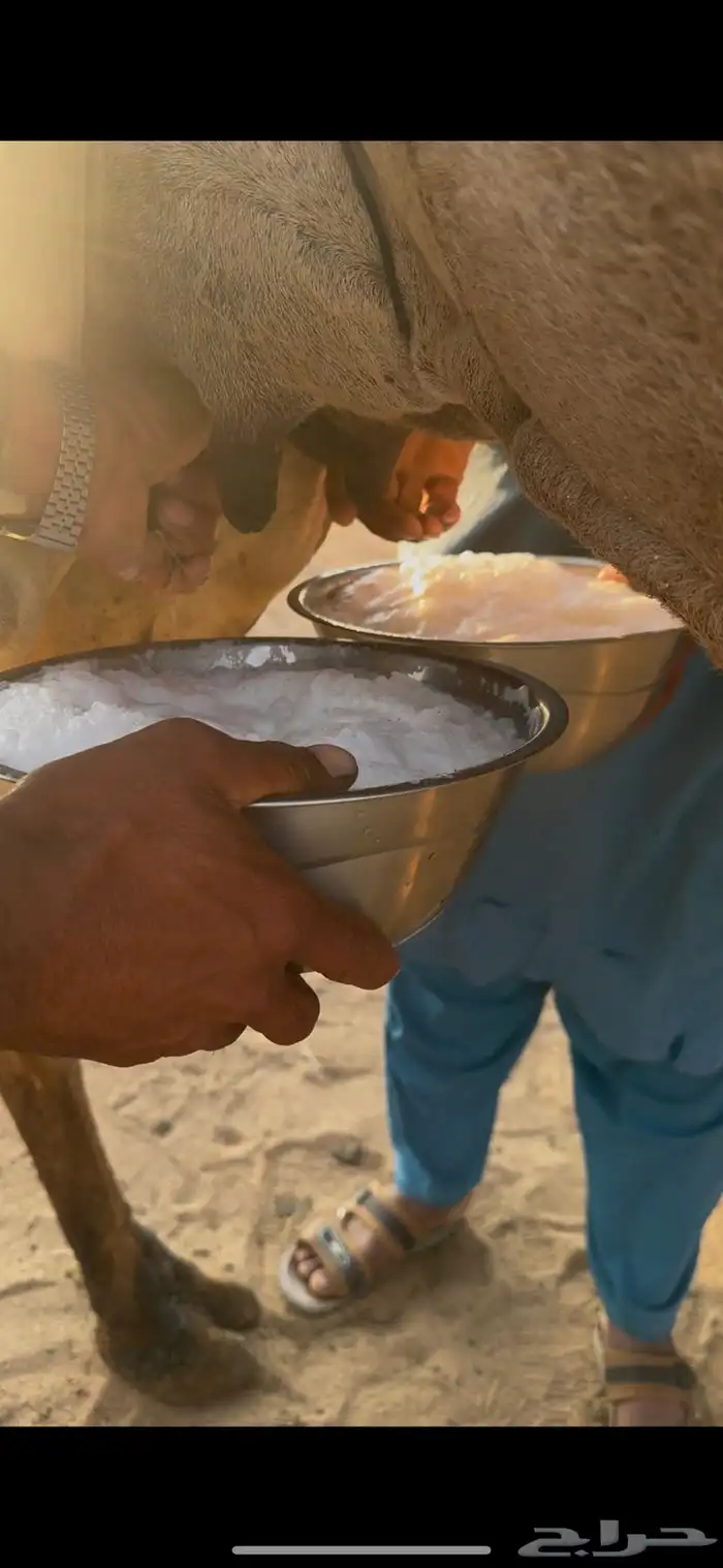 خلفه اركه طيبه جدا 5