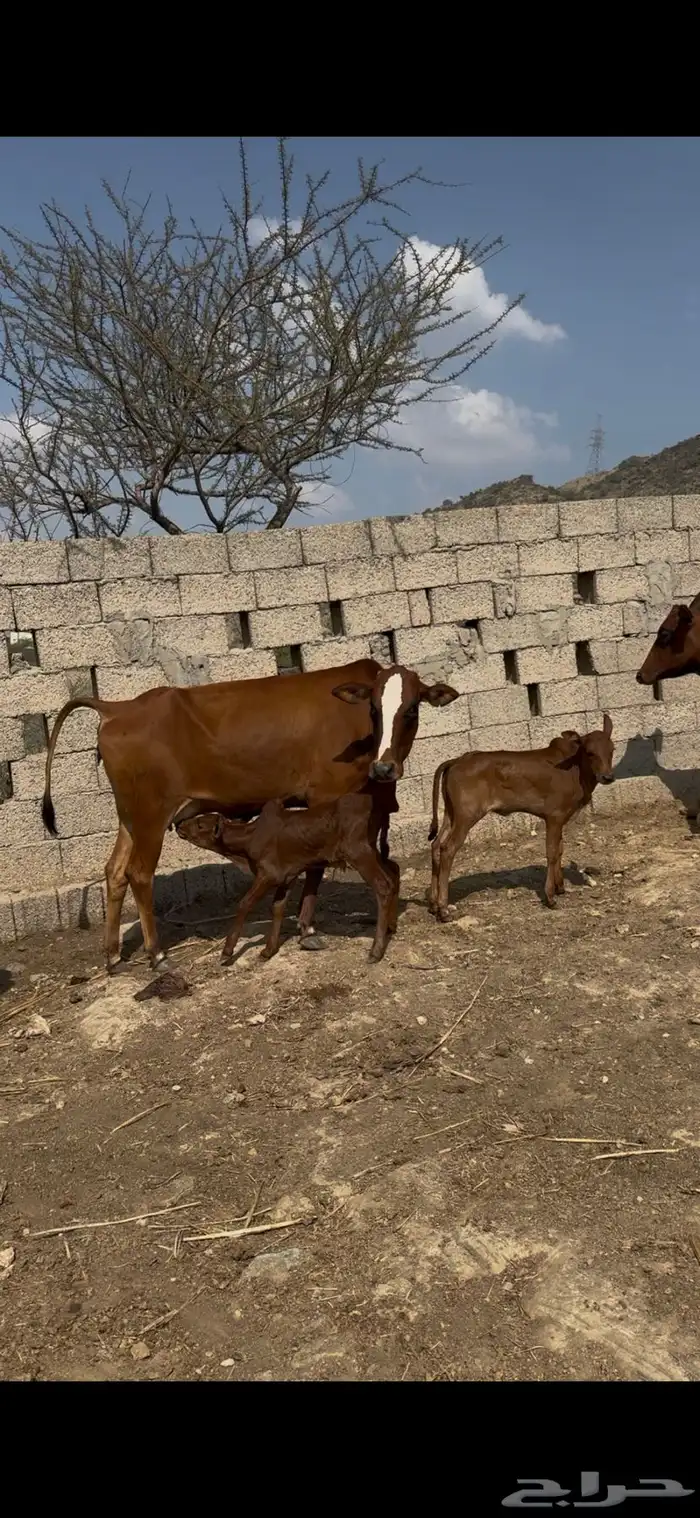 بقر مقنئ رعويه 0