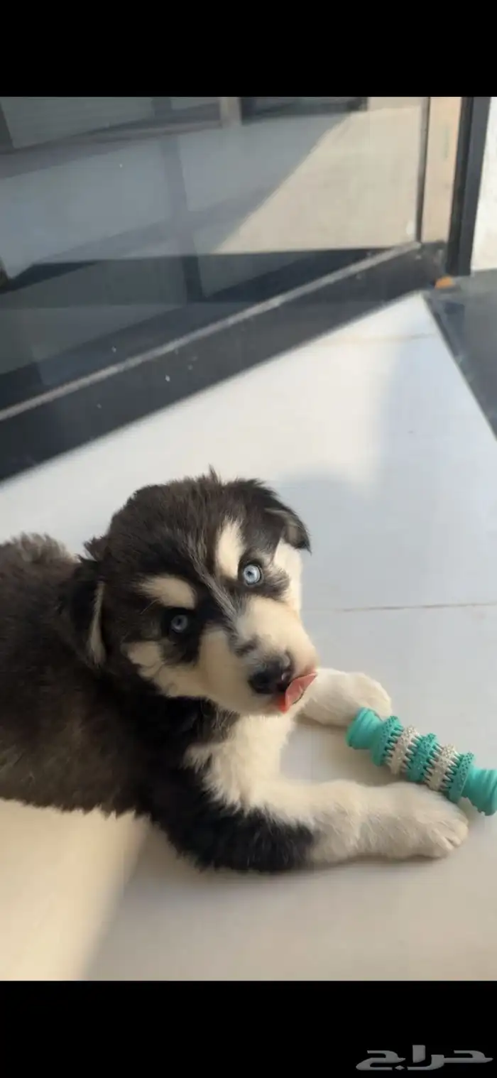 كلب هاسكي صغير للبيع 2
