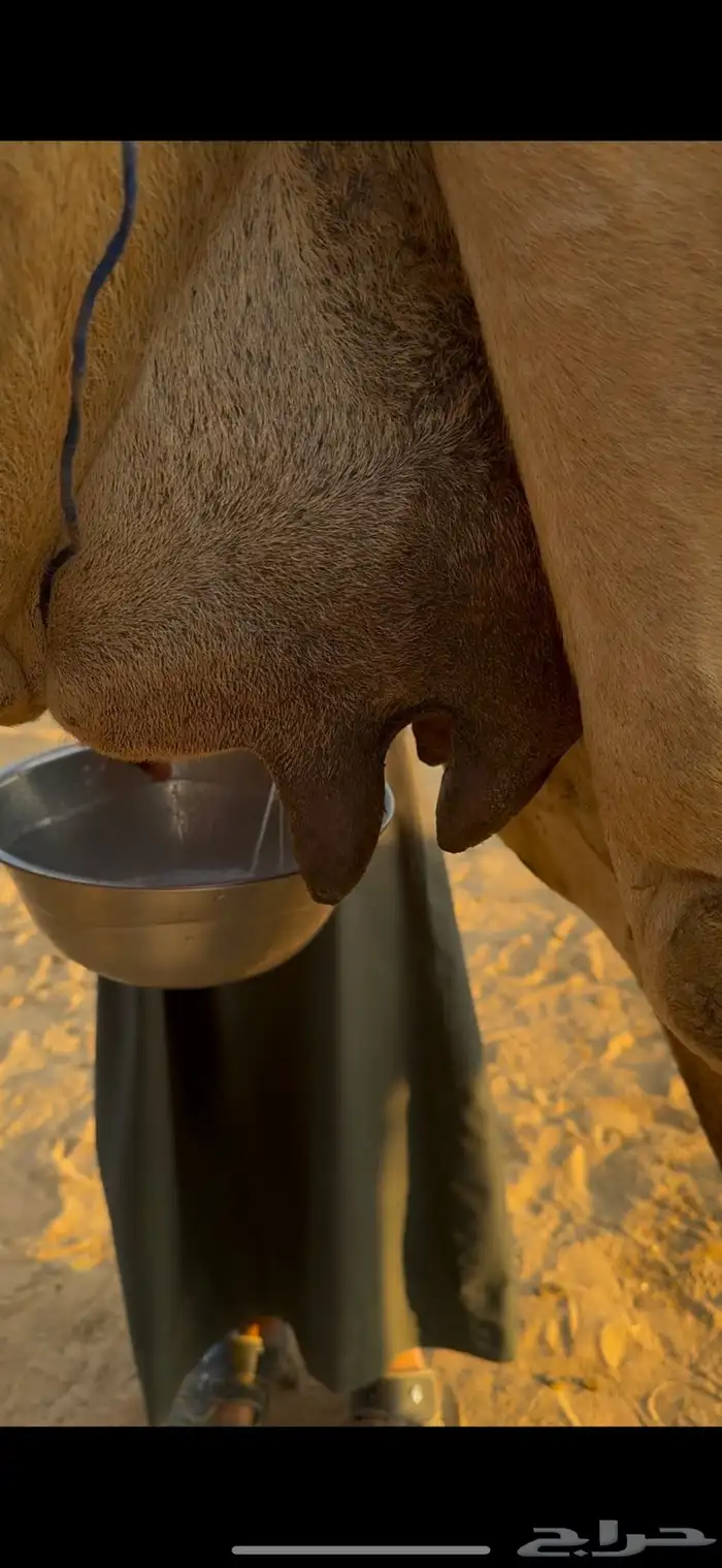 خلفه اركه طيبه جدا 3