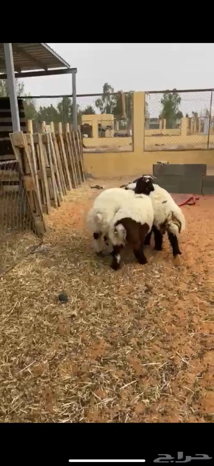 خرفان هرافا 3 طيبات وسمان الموقع حوطه سديو 0