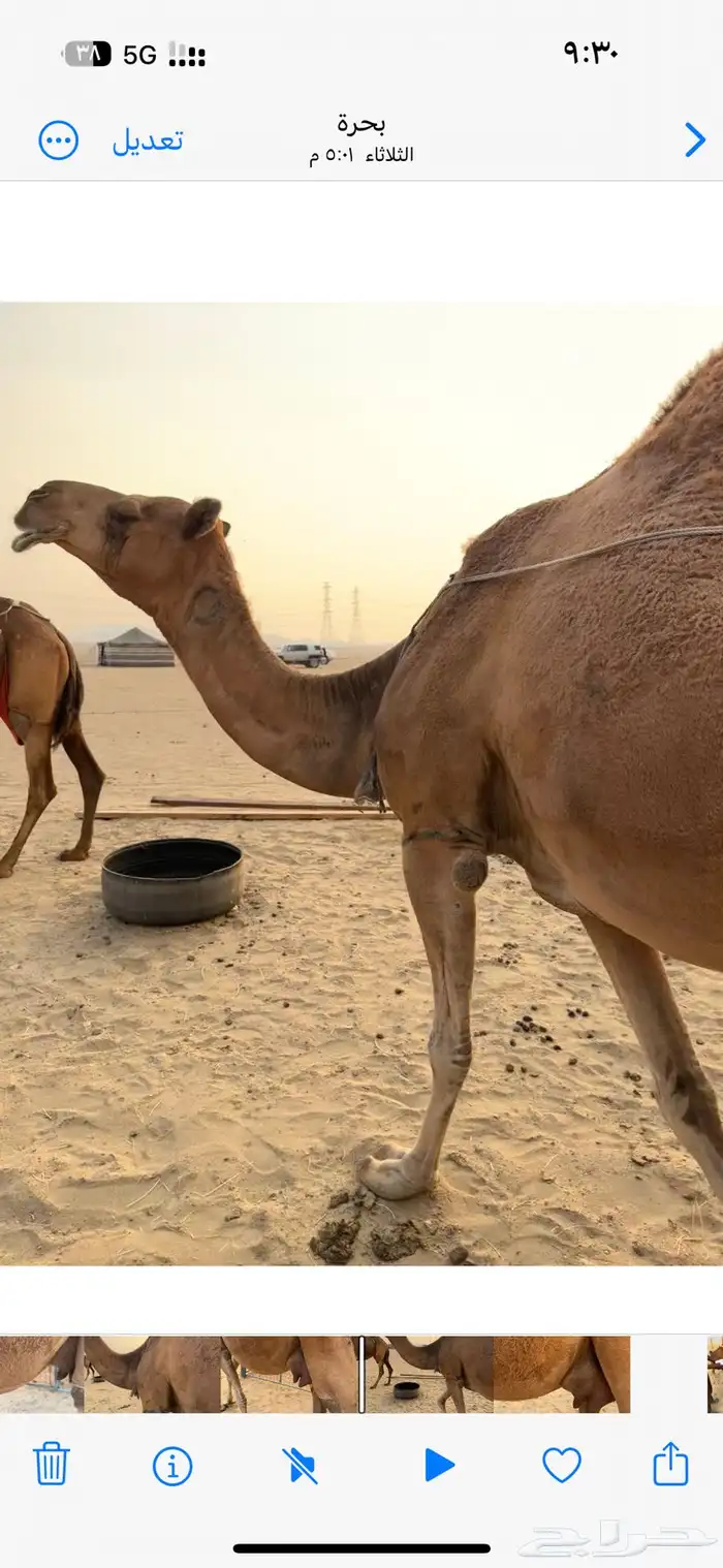 خلفه ساحلية مصغر كفو 1