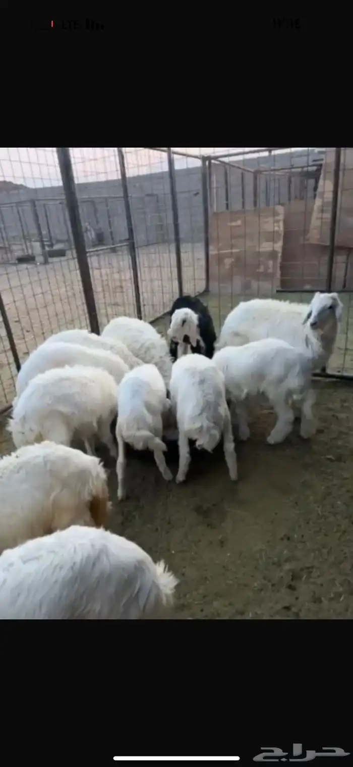 رخال العدد 13 السوم 830 الموقع خلف اسماك الحمراء 2