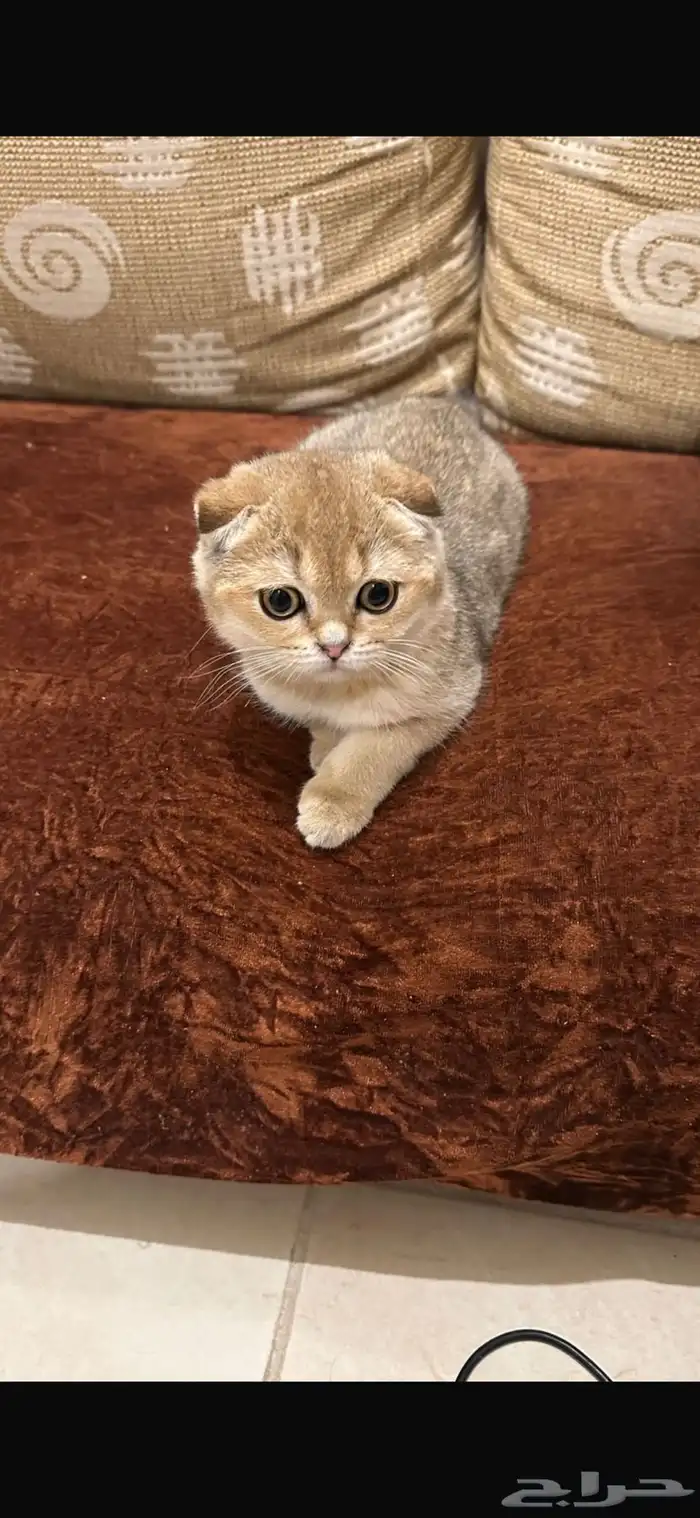 قط مفقود في الملك فهد 1