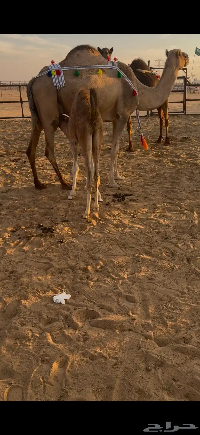 خلفه اركه طيبه جدا 2