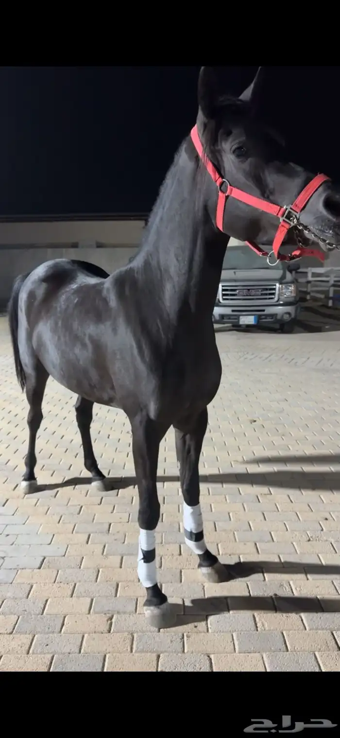 فرس دهماء واهو مكس 1