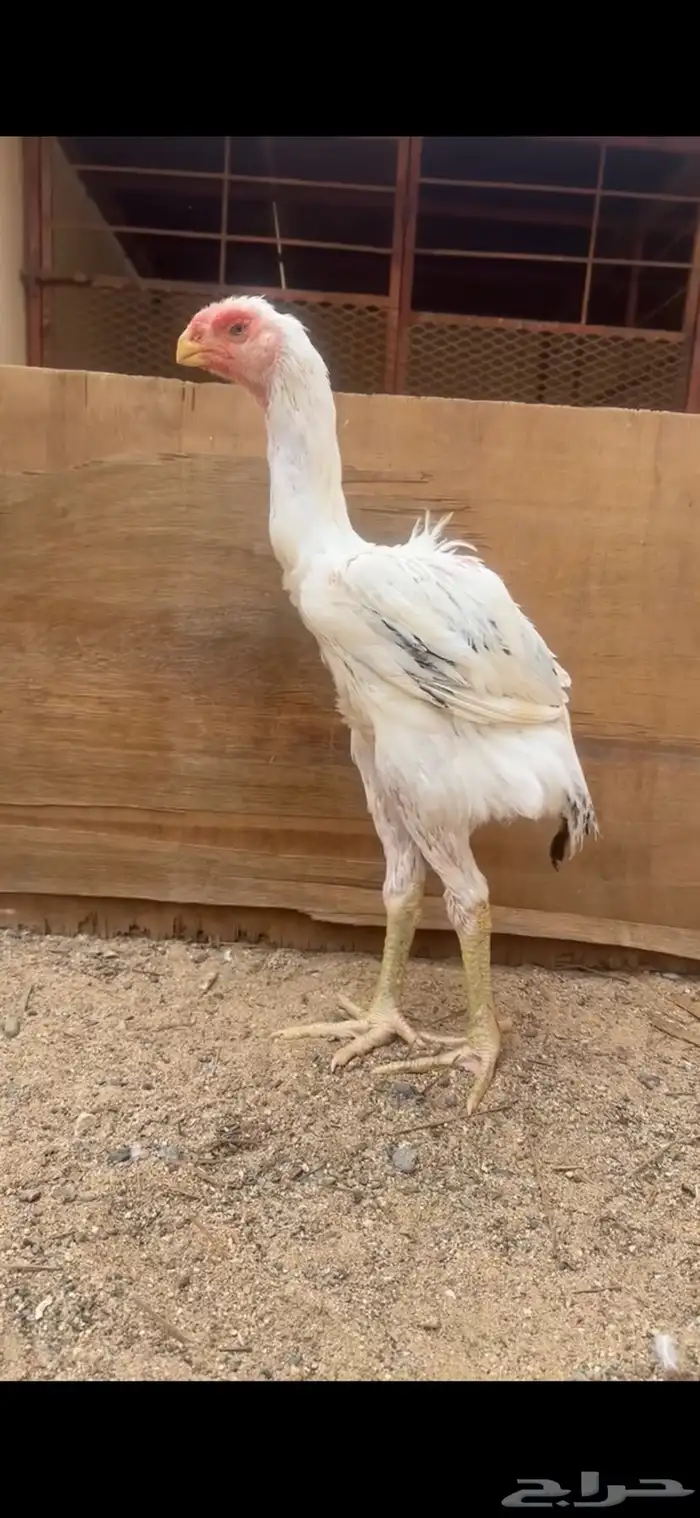 ديك فارسي للبيع 0