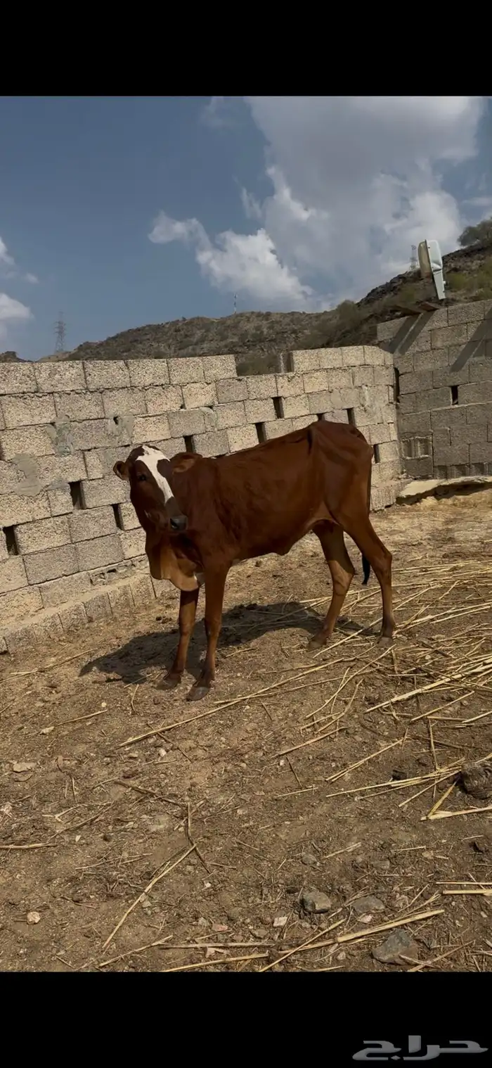 بقر مقنئ رعويه 3