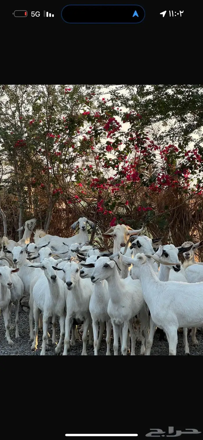 معزا بيشيات بيض فواخر 19