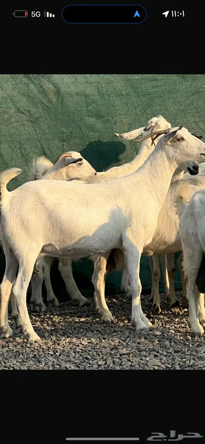 معزا بيشيات بيض فواخر 27