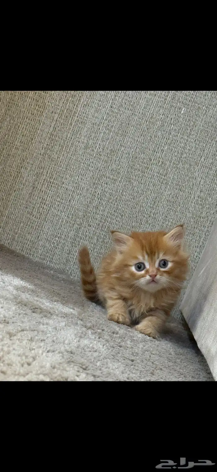 قطط شيرازي للبيع 1