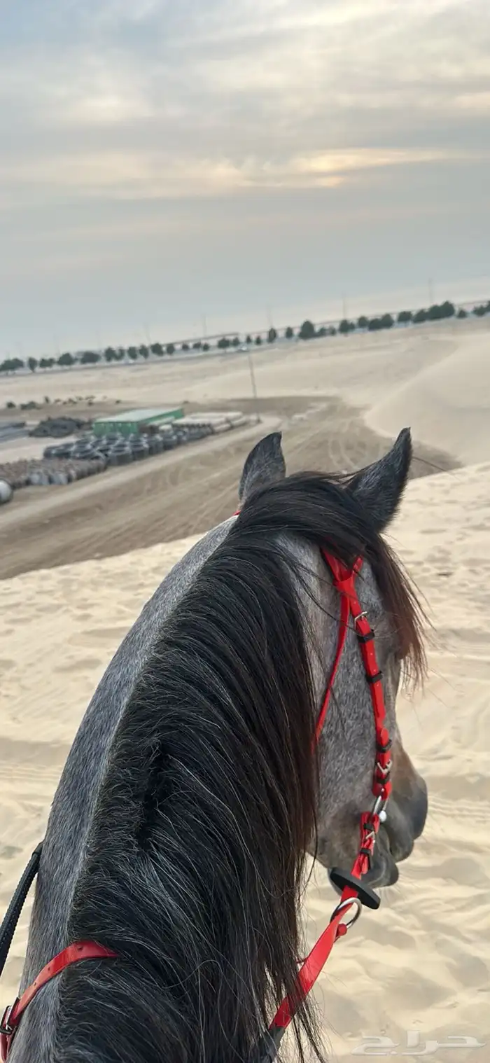 حصان جزيري قطوع (سبق) 4