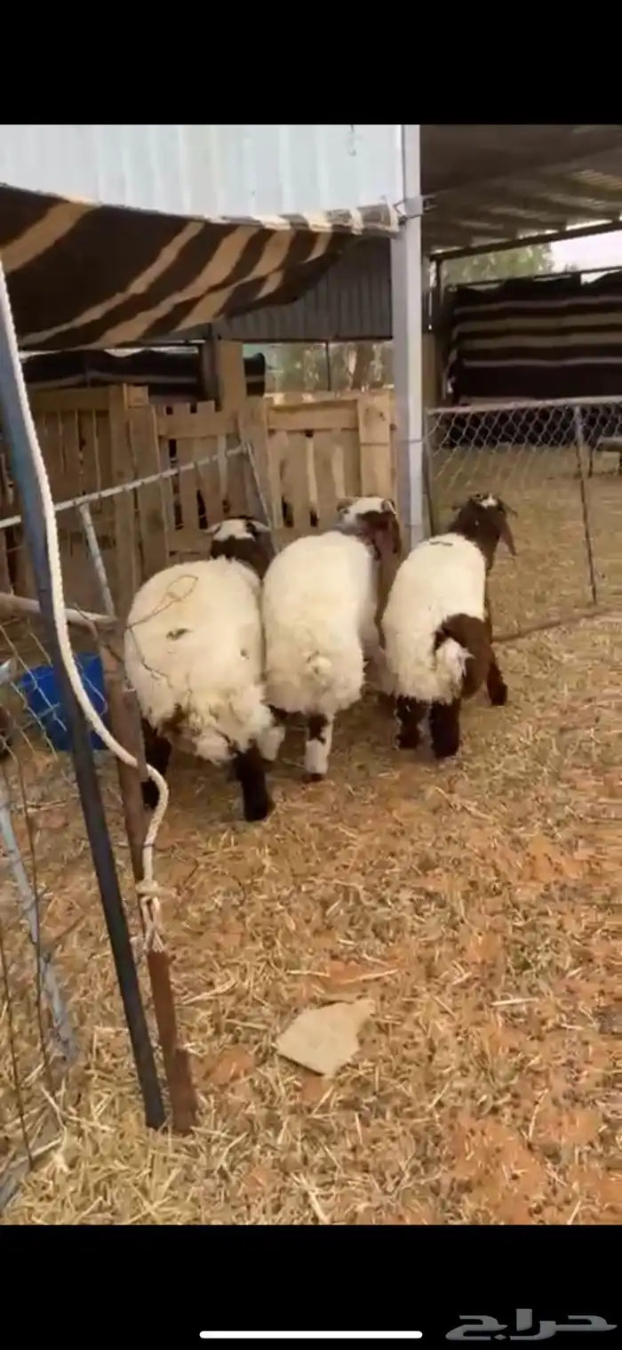 خرفان هرافا 3 طيبات وسمان الموقع حوطه سديو 1