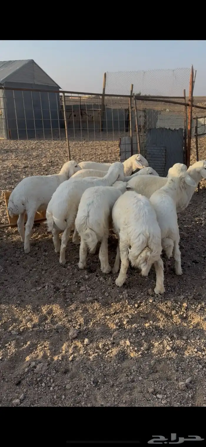 السلام عليكم ورحمة الله وبركاته طليان البيع العداد9 فل شحم 2