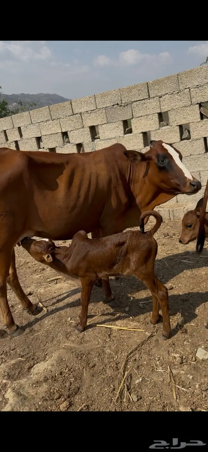 بقر مقنئ رعويه 2