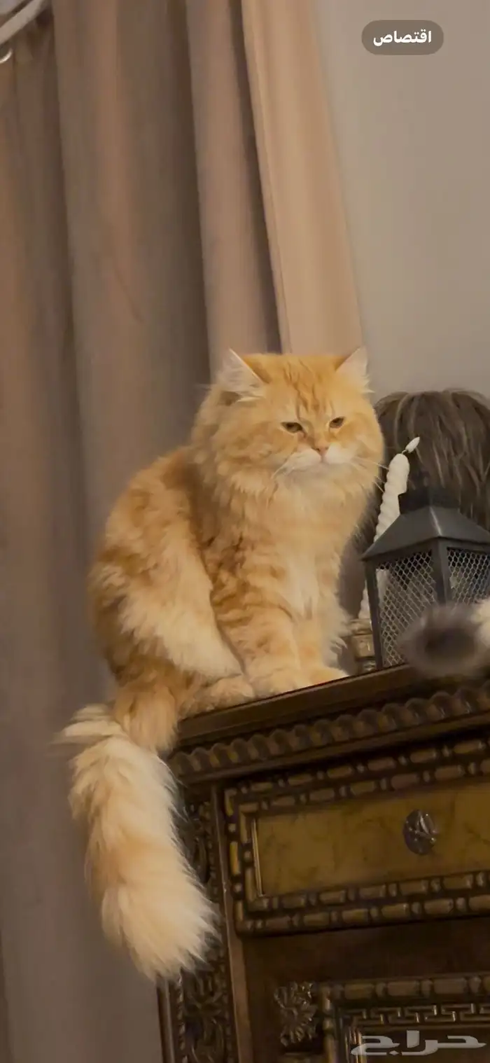 قط شيرازي ذكر لاتبني 3