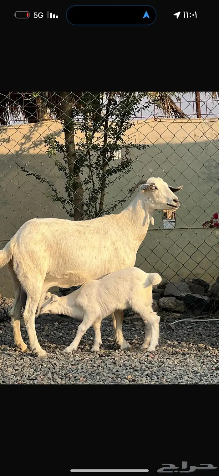 معزا بيشيات بيض فواخر 16