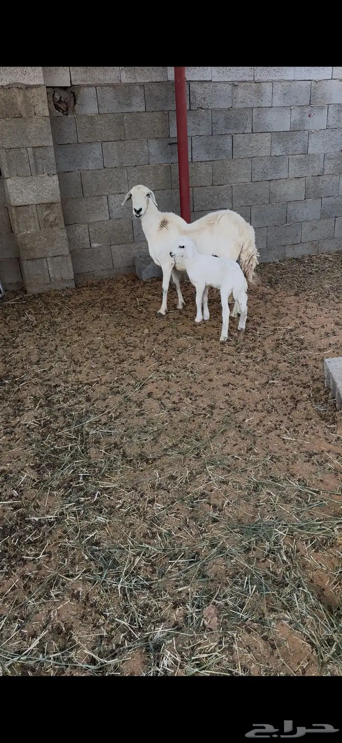 تامه تحتها خروف مغلق عمره شهر 0