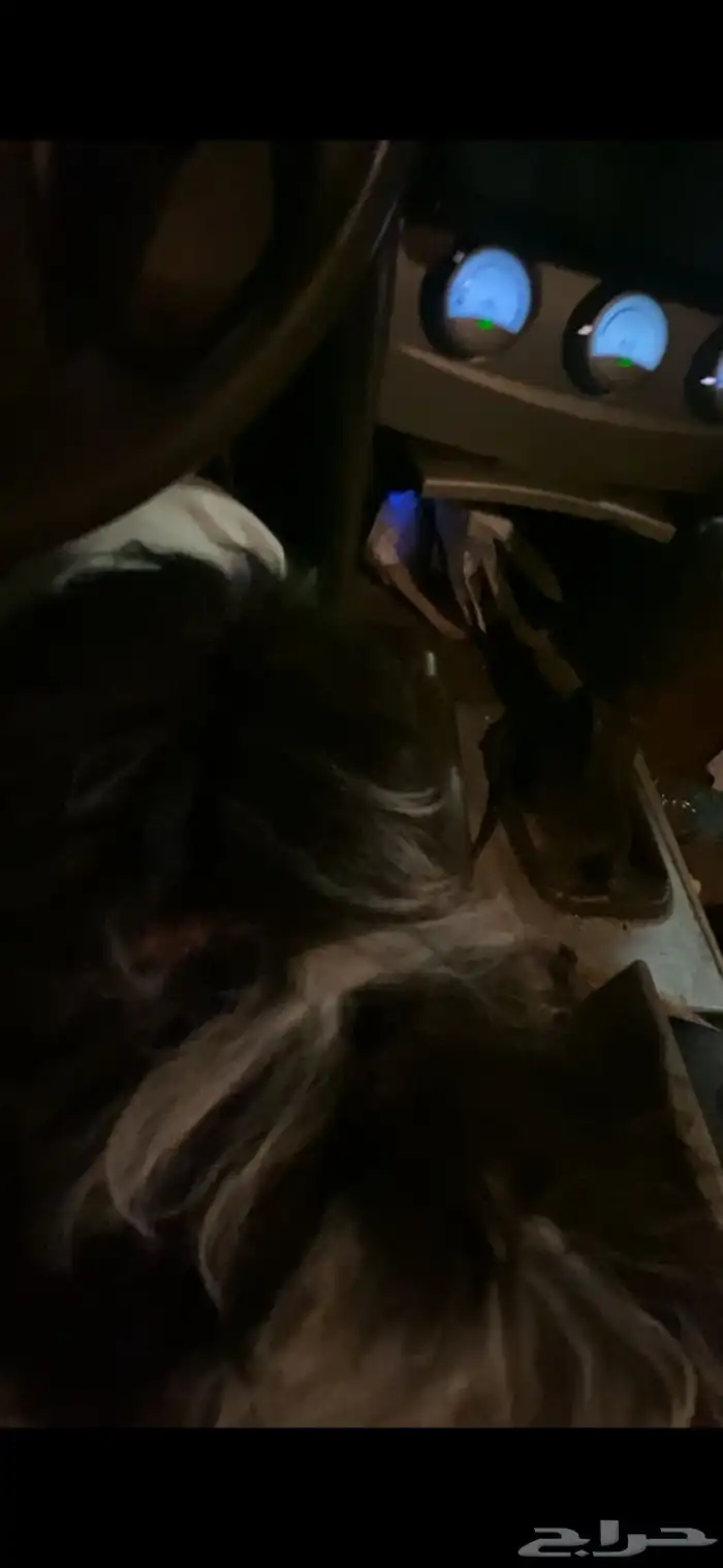 كلبة للبيع اليفة لعوبة 1