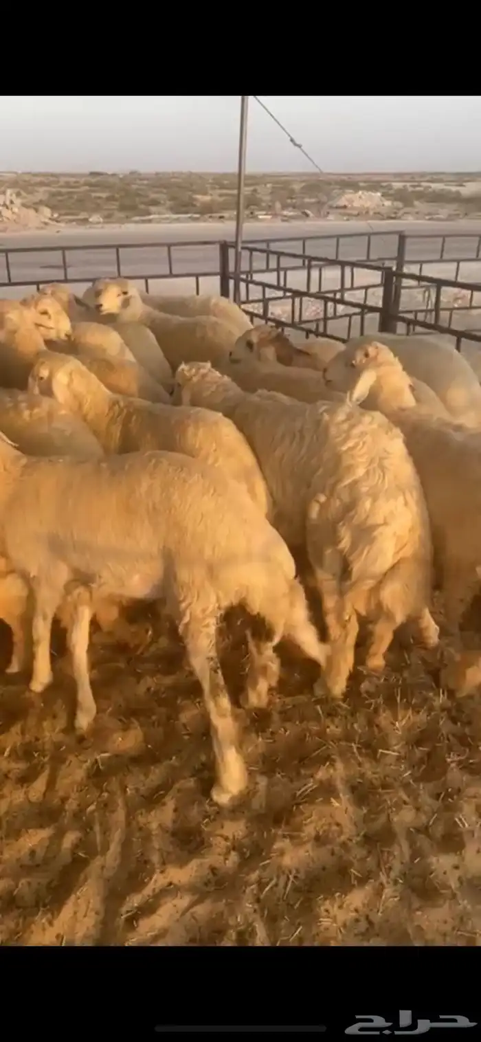 ذبايح نعيمي وحري وعرب 3