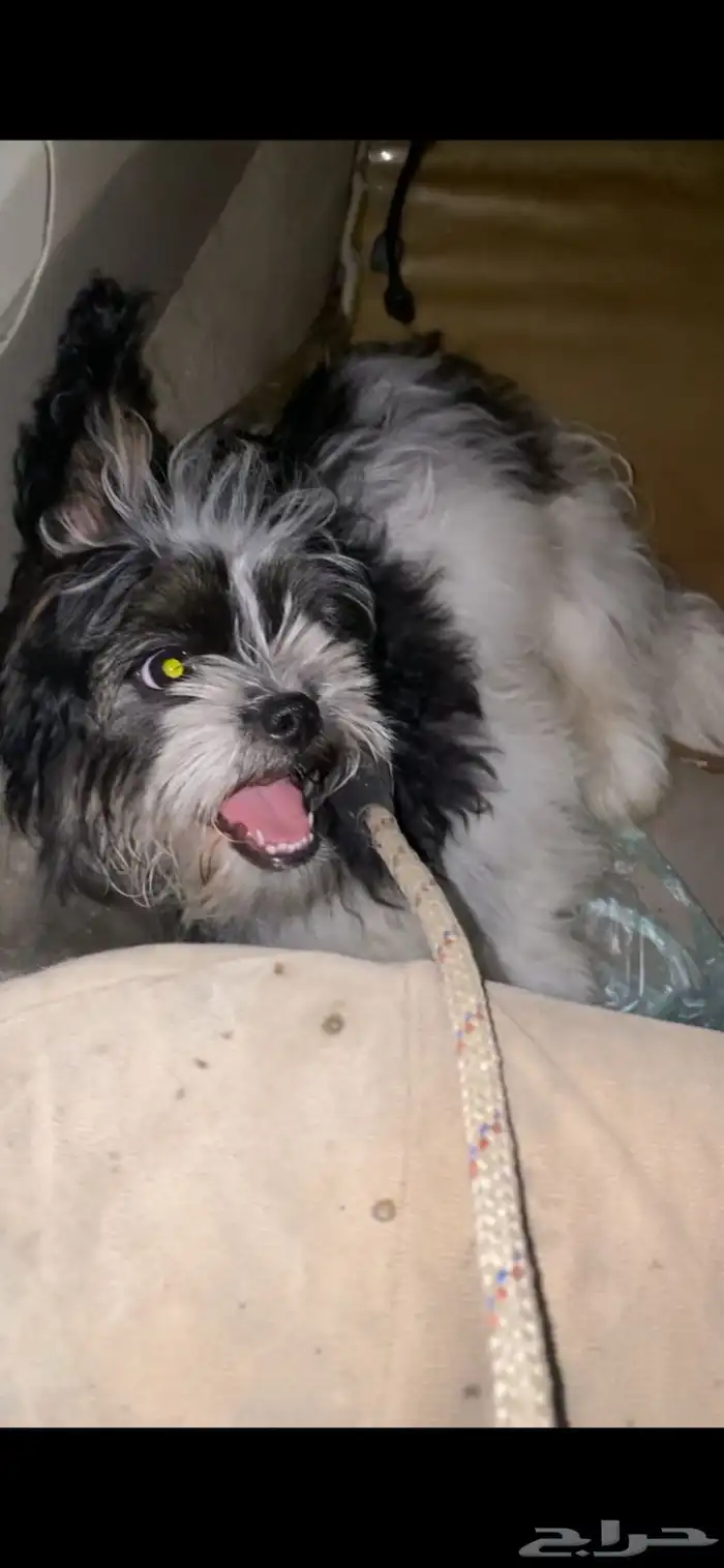 كلبة للبيع اليفة لعوبة 0